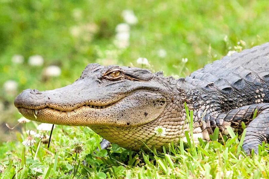 New Orleans: Swamp Boat Ride & Oak Alley Plantation Tour - Is $131 a fair price?