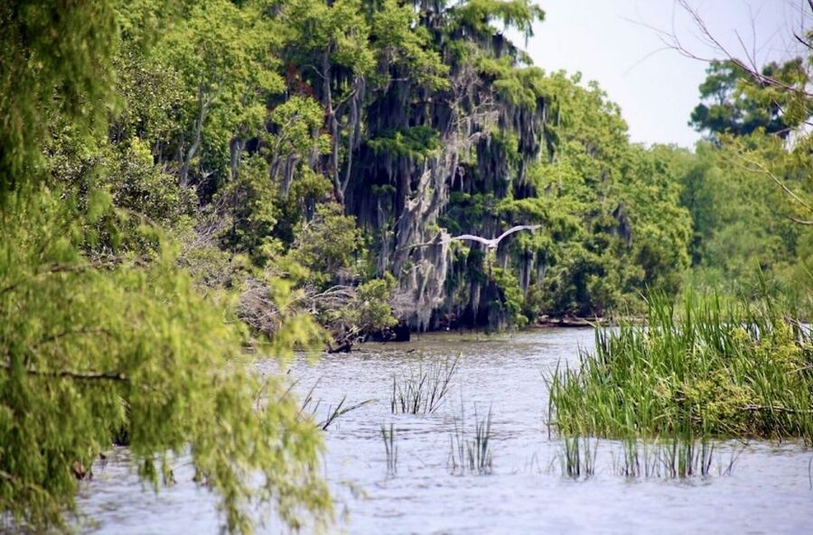 New Orleans: Swamp Tour on Covered Pontoon Boat - Should you book the covered pontoon tour?
