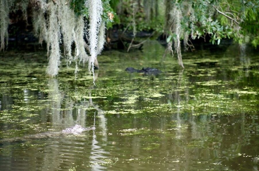 New Orleans: Swamp Tour on Covered Pontoon Boat - The guide makes the slow pace work