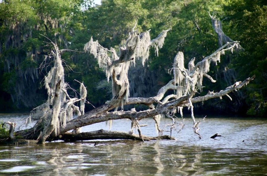 New Orleans: Swamp Tour on Covered Pontoon Boat - What the outing feels like from start to finish
