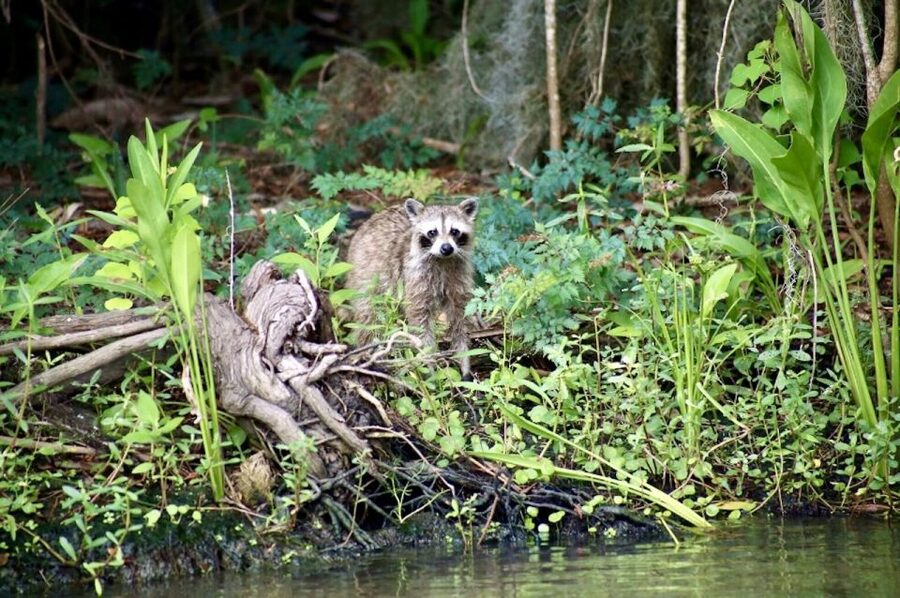 New Orleans: Swamp Tour on Covered Pontoon Boat - Who should book this swamp tour?