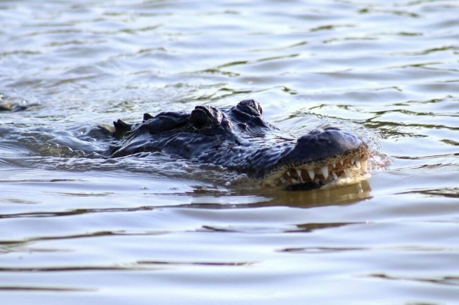 New Orleans: Swamp Tour on Covered Pontoon Boat - Alligators, eagles, and the luck of the water