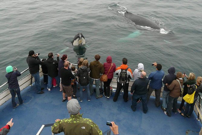 Newfoundland Puffin and Whale Watch Cruise - Key points to know before you book
