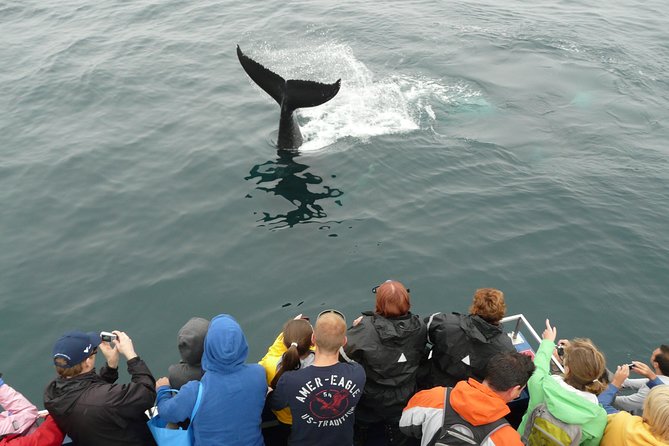Newfoundland Puffin and Whale Watch Cruise - From St. John’s to the Bay Bulls dock