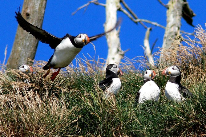 Newfoundland Puffin and Whale Watch Cruise - Stop 3: Witless Bay Ecological Reserve