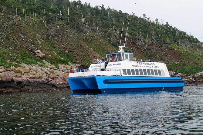 Newfoundland Puffin and Whale Watch Cruise - Whale watching from mid-June to mid-August