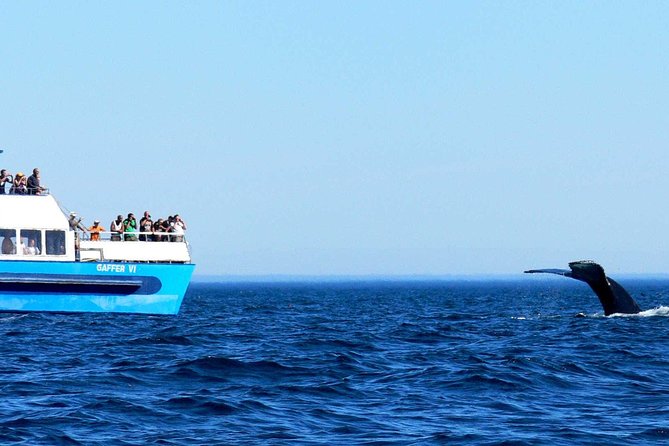 Newfoundland Puffin and Whale Watch Cruise - Newfoundland songs, stories, and the screech-in