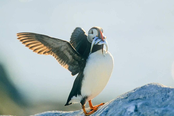 Newfoundland Puffin and Whale Watch Cruise - Comfort, crowds, and seasickness