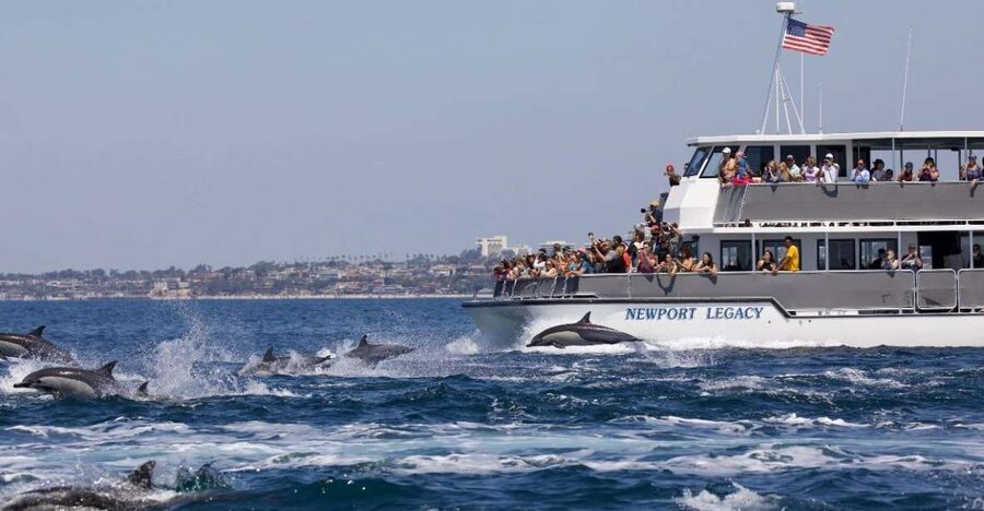 Newport Beach: Whale and Dolphin-Watching Cruise - Key points to know before you book