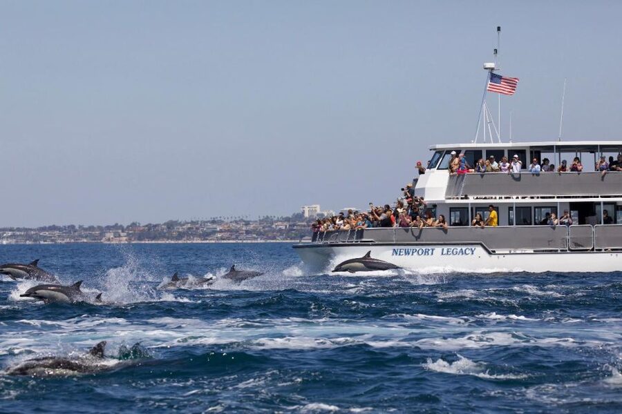 Newport Beach: Whale and Dolphin-Watching Cruise - A 150-minute cruise built around local wildlife