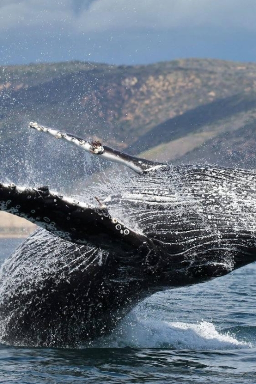 Newport Beach: Whale and Dolphin-Watching Cruise - What the route gives you beyond whale watching