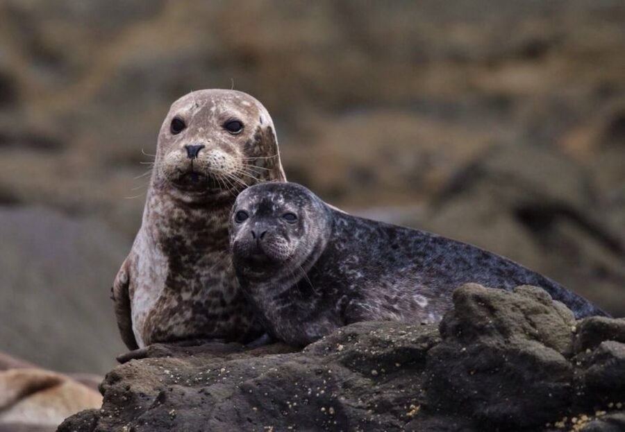 Newport Beach: Whale and Dolphin-Watching Cruise - The wildlife search is the heart of the trip