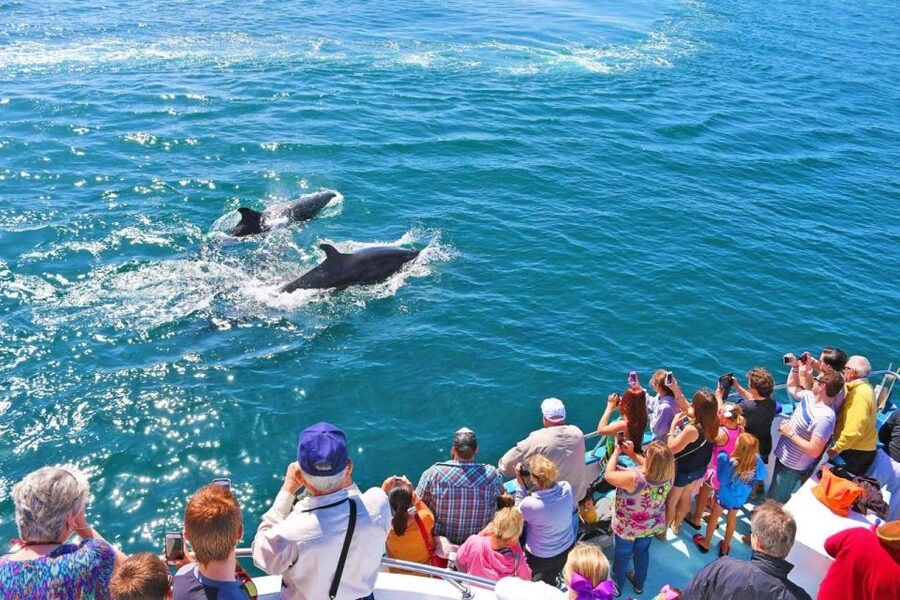Newport Beach: Whale and Dolphin-Watching Cruise - Comfort, weather, and the return ride