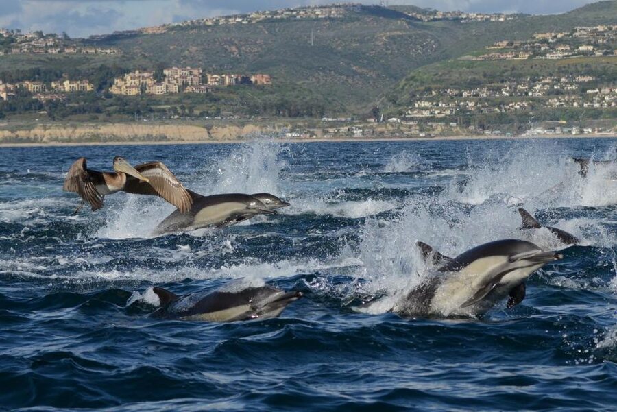 Newport Beach: Whale and Dolphin-Watching Cruise - Should you book it?