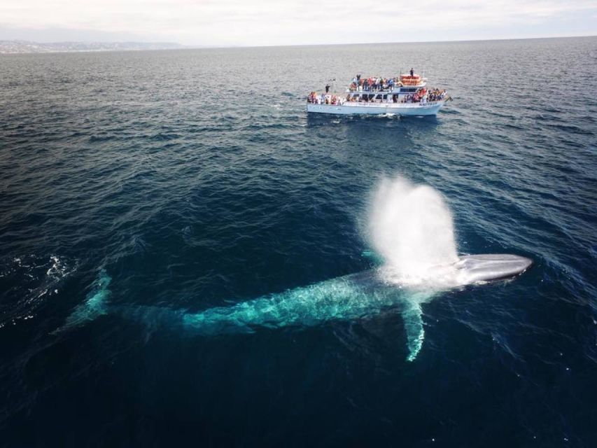 Newport Beach: Whale and Dolphin-Watching Cruise - From Balboa Pavilion to the open Pacific