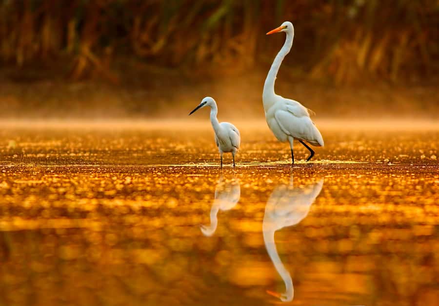 Noosa: Afternoon Cruise through the Noosa Everglades - Key points to know before you book