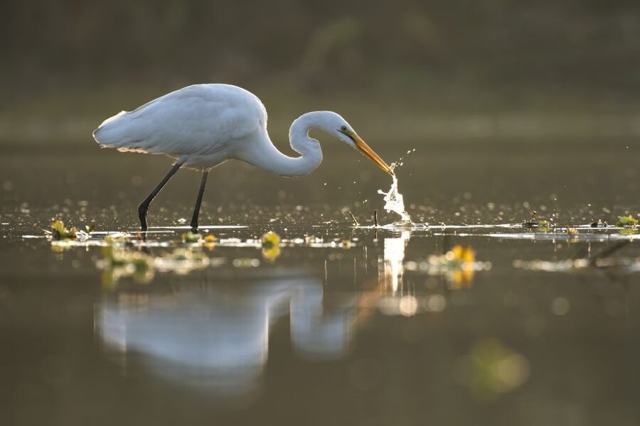 Noosa: Afternoon Cruise through the Noosa Everglades - A drink on the water