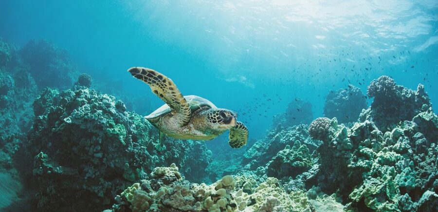 Oahu: Turtle Canyon Snorkeling Boat Tour - What you see at the turtle cleaning station