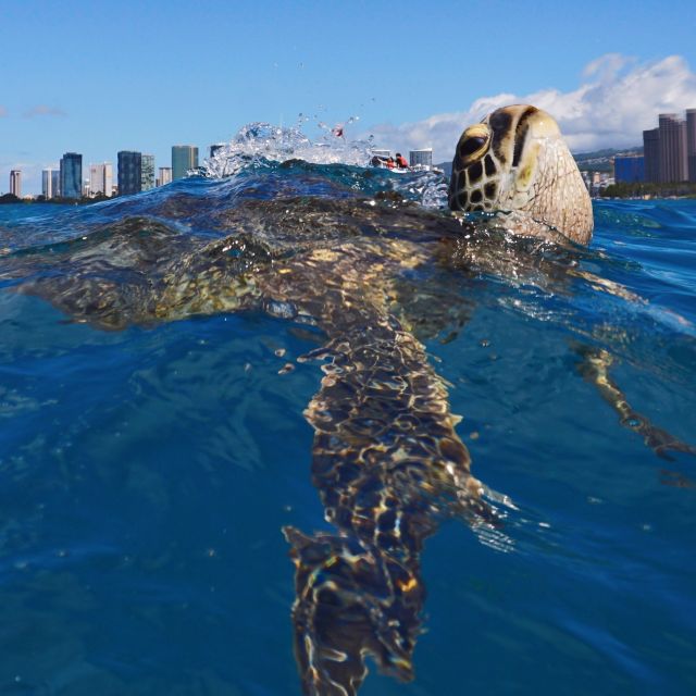Oahu: Turtle Canyon Snorkeling Boat Tour - Is $85 a fair price?