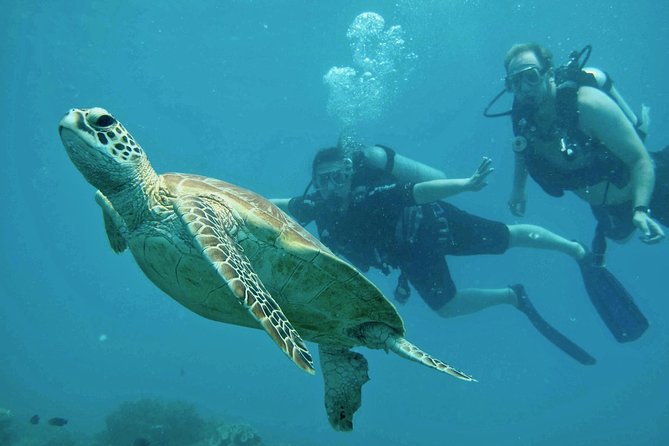 Ocean Freedom Great Barrier Reef Luxury Snorkel and Dive Cruise - How the price compares with the day you receive