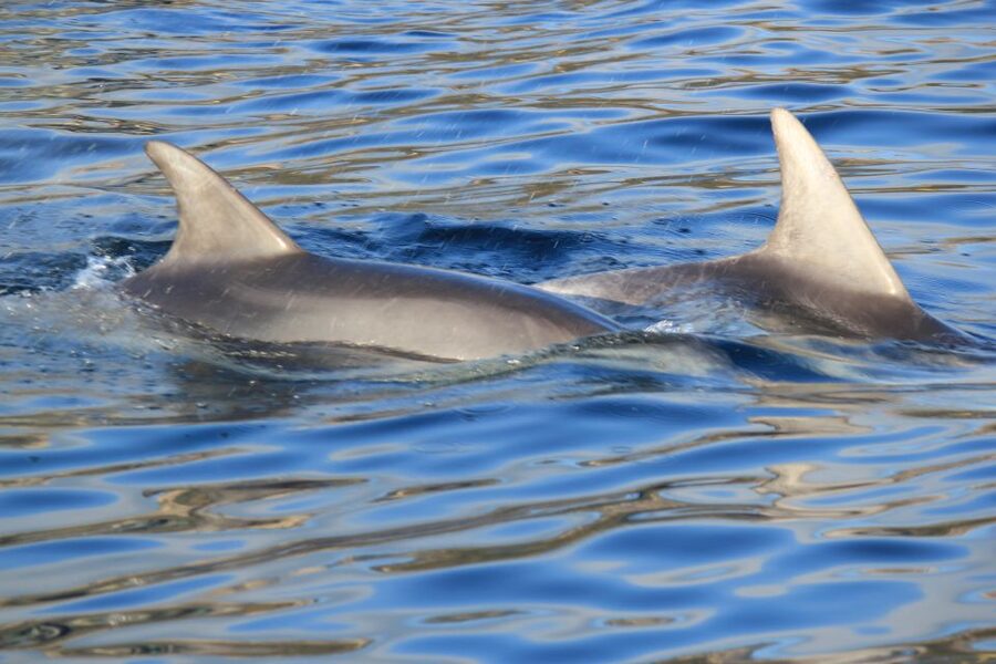 Olbia: Dolphin Watching and Snorkeling Boat Tour - Leaving Olbia from Molo Bosazza