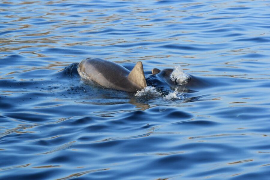 Olbia: Dolphin Watching and Snorkeling Boat Tour - Looking for dolphins near the fish farm