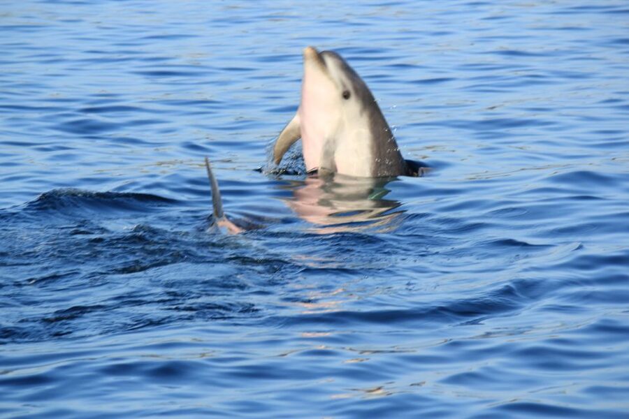 Olbia: Dolphin Watching and Snorkeling Boat Tour - What makes Marco part of the experience