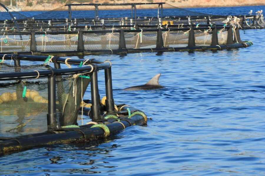 Olbia: Dolphin Watching and Snorkeling Boat Tour - The 35-minute run toward Figarolo