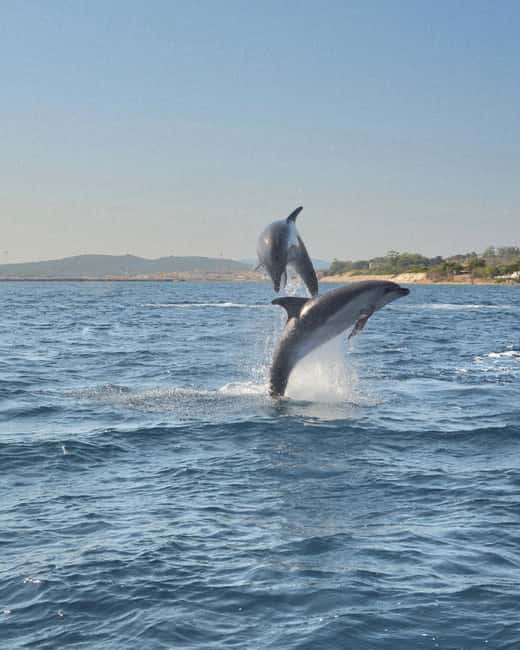 Olbia: Dolphin Watching & Snorkeling Boat Tour near Figarolo - Key points before you book