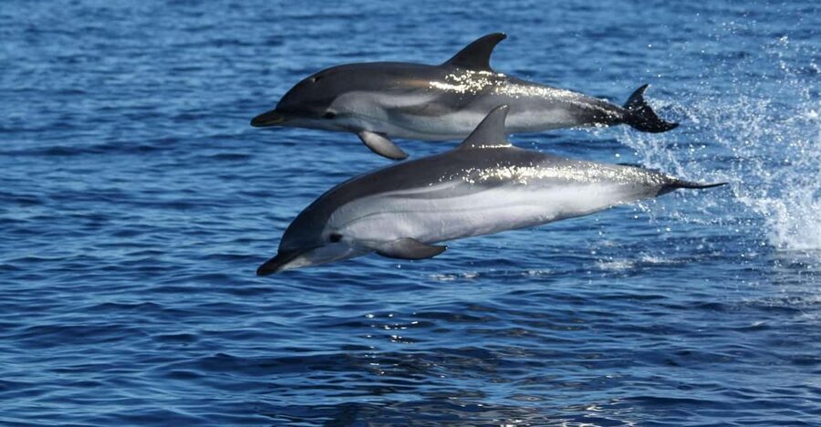 Olbia: Dolphin Watching & Snorkeling Boat Tour near Figarolo - Weather, comfort, and who should skip it