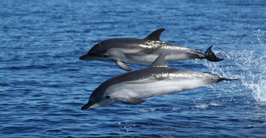 Olbia: Dolphin Watching & Snorkeling Boat Tour near Figarolo - Why the dolphins near Figarolo are worth the trip
