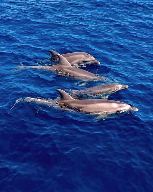 Olbia: Dolphin Watching & Snorkeling Boat Tour near Figarolo - Figarolo Island: your first swim and snorkel stop