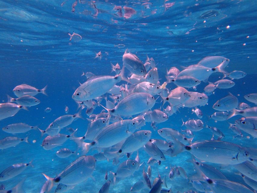 Olbia: Dolphin Watching & Snorkeling Boat Tour near Figarolo - What the small group changes