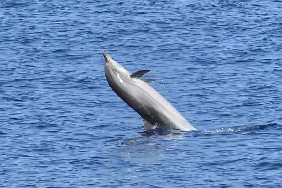 Olbia: Dolphin Watching & Snorkeling Boat Tour near Figarolo - The real value of $77