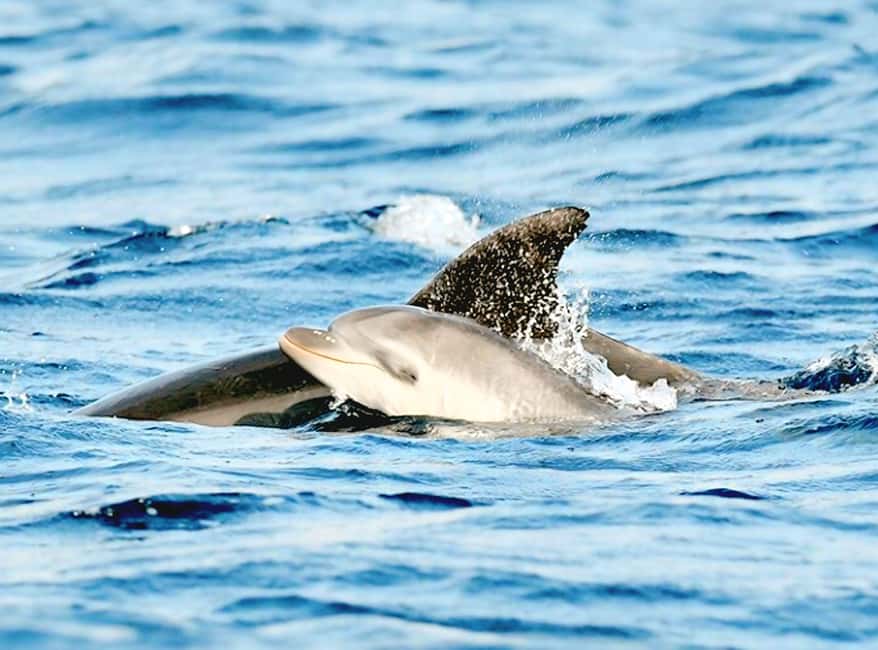 Olbia: Dolphin Watching & Snorkeling Boat Tour near Figarolo - A fast ride from Moys Marina