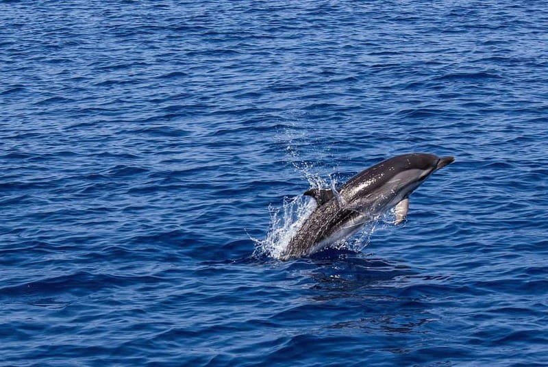 Olbia: Dolphin Watching & Snorkeling Boat Trip - Key points at a glance