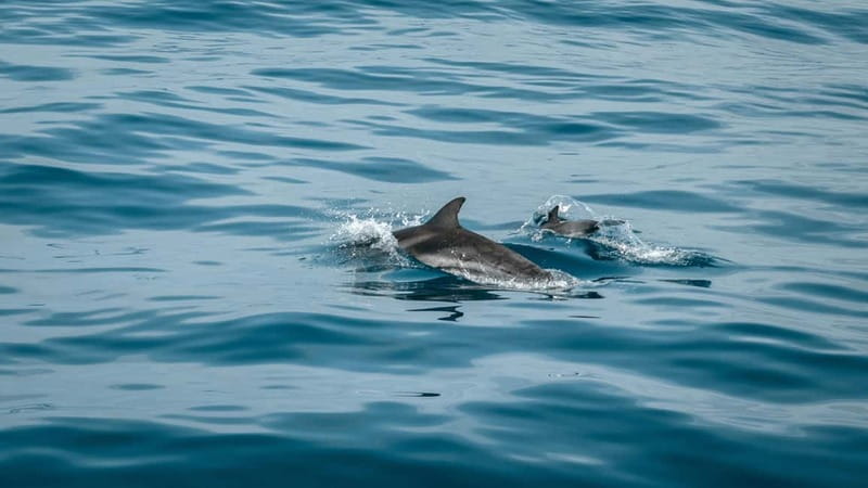Olbia: Dolphin Watching & Snorkeling Boat Trip - Why the dolphin search is the heart of the trip
