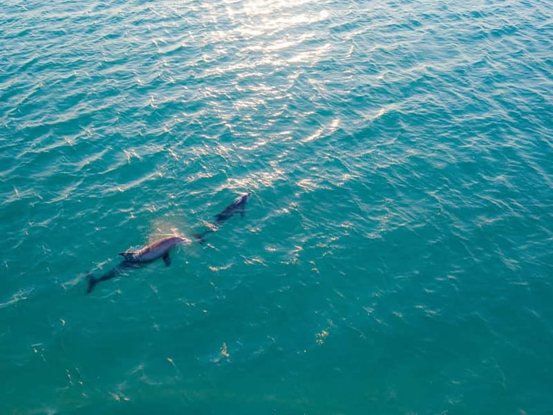 Olbia: Dolphin Watching & Snorkeling Boat Trip - Speedboat views of Capo Figari