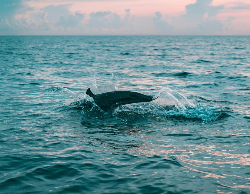 Olbia: Dolphin Watching & Snorkeling Boat Trip - A guide-led trip, not just a boat ride
