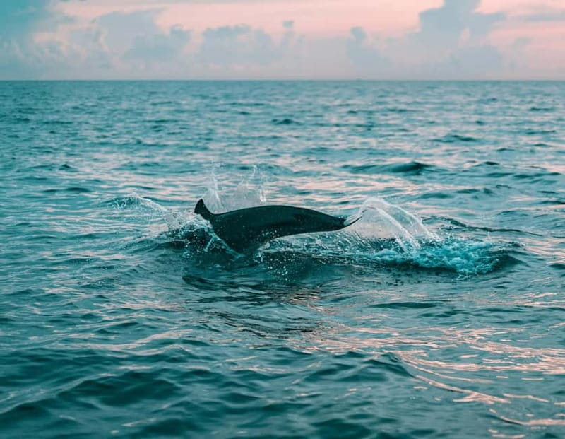 Olbia: Dolphin Watching & Snorkeling Boat Trip - Leaving Olbia from the marina
