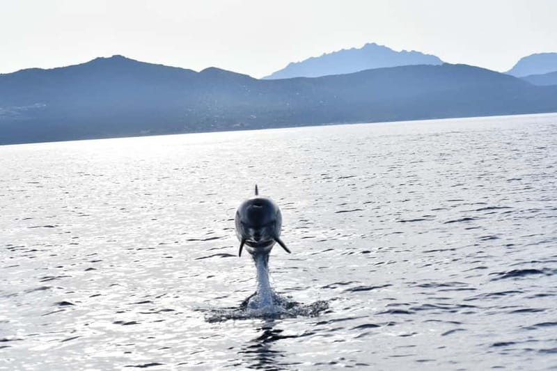 Olbia: Eco-Friendly Dolphin-Watching Boat Trip - Guide Quality Makes the Difference