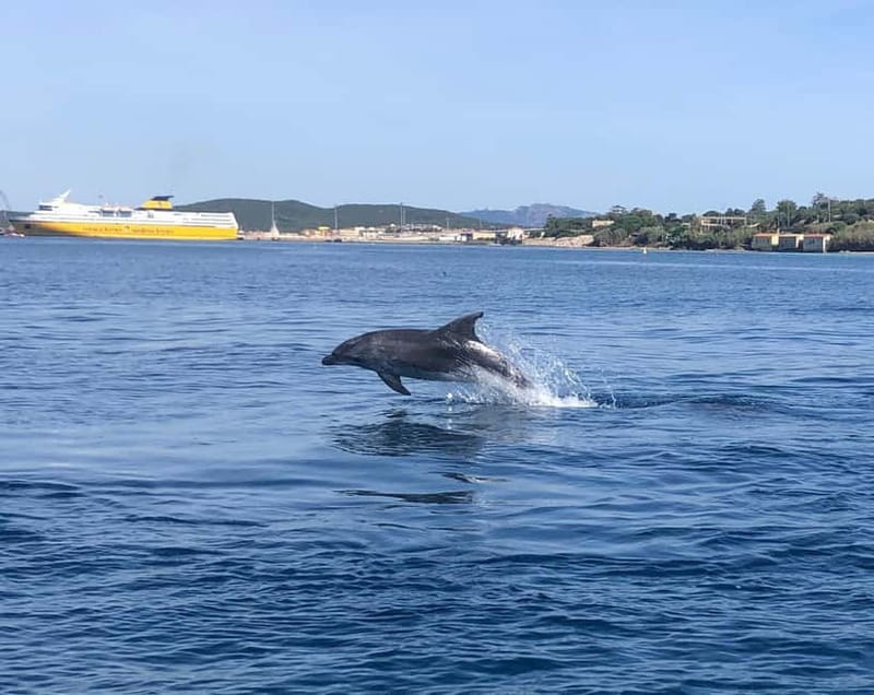 Olbia: Eco-Friendly Dolphin-Watching Boat Trip - Price, Group Size, and Overall Value