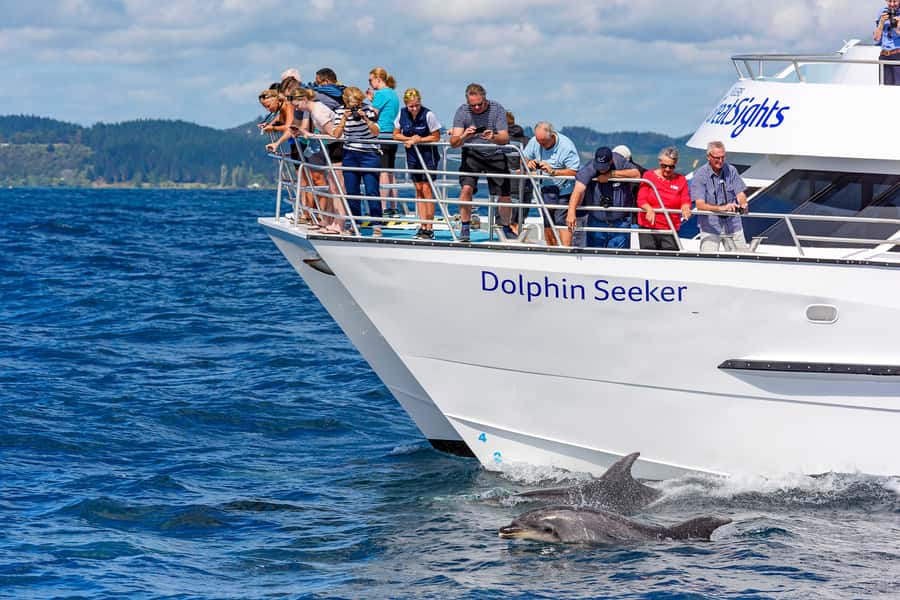 Paihia/Russell: Hole in the Rock, Dolphins & Island Cruise - Key points to know before you book