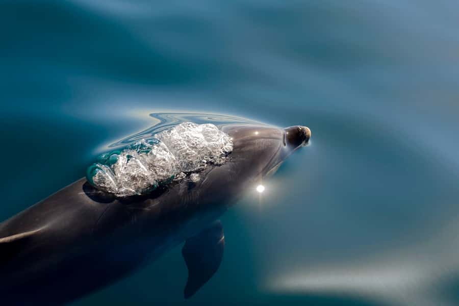 Paihia/Russell: Hole in the Rock, Dolphins & Island Cruise - Watching for dolphins and whales