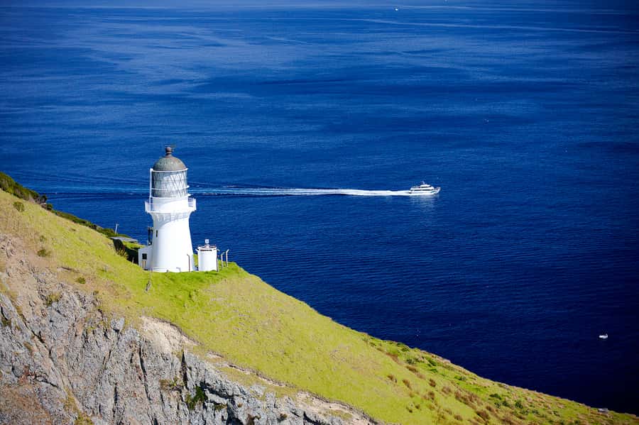 Paihia/Russell: Hole in the Rock, Dolphins & Island Cruise - What the crew adds to the day