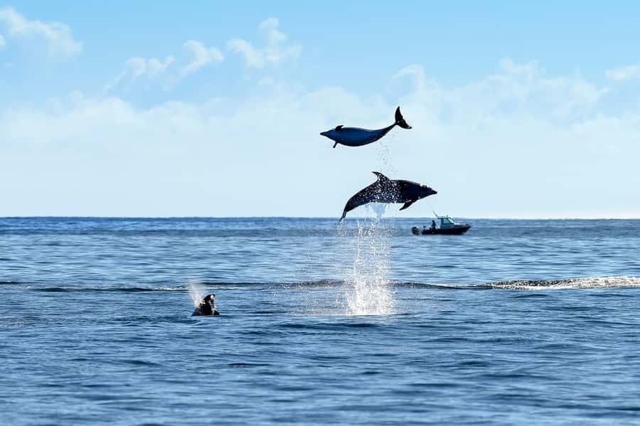 Paihia/Russell: Hole in the Rock, Dolphins & Island Cruise - Who will enjoy this trip most