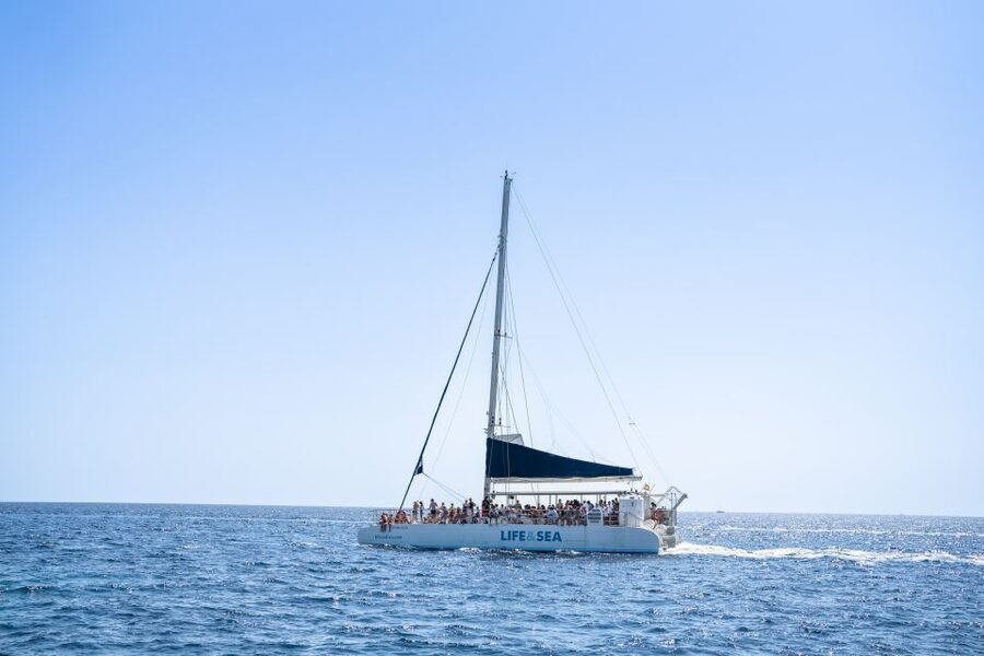 Palma: Catamaran Cruise with Swimming and Snorkelling - Snorkeling with fish below the boat