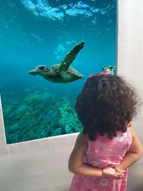 Paphos: Swim Cruise with Turtle Watching, Drinks & Aperol - Key points to know before you book