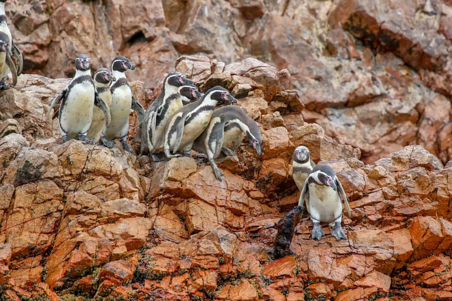 Paracas: Ballestas Islands Morning Boat Tour - Key points to know before booking