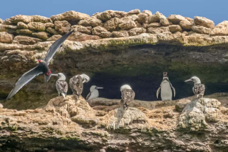 Paracas: Ballestas Islands Morning Boat Tour - El Candelabro, a giant figure above Pisco Bay